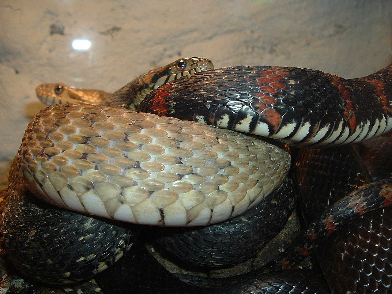Water Snakes