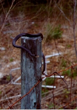 Black Racer From ANF