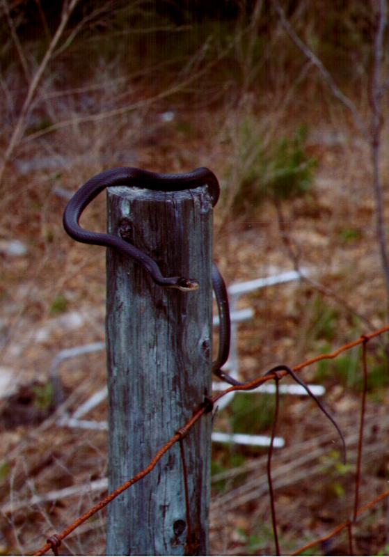 Black Racer From ANF