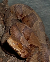 Northern Copperhead
