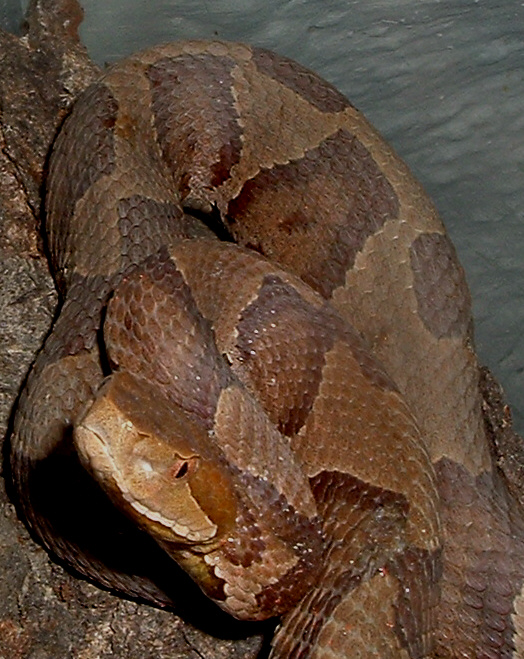 Northern Copperhead