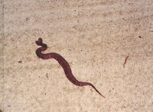 Cottonmouth From ANF