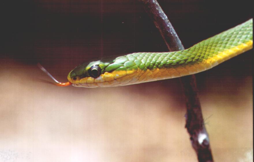 Green Snake From Clewiston