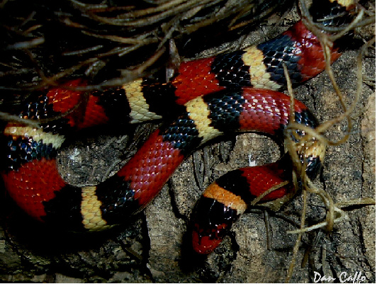 Scarlet Kingsnake