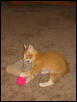 Dorito and his new toy