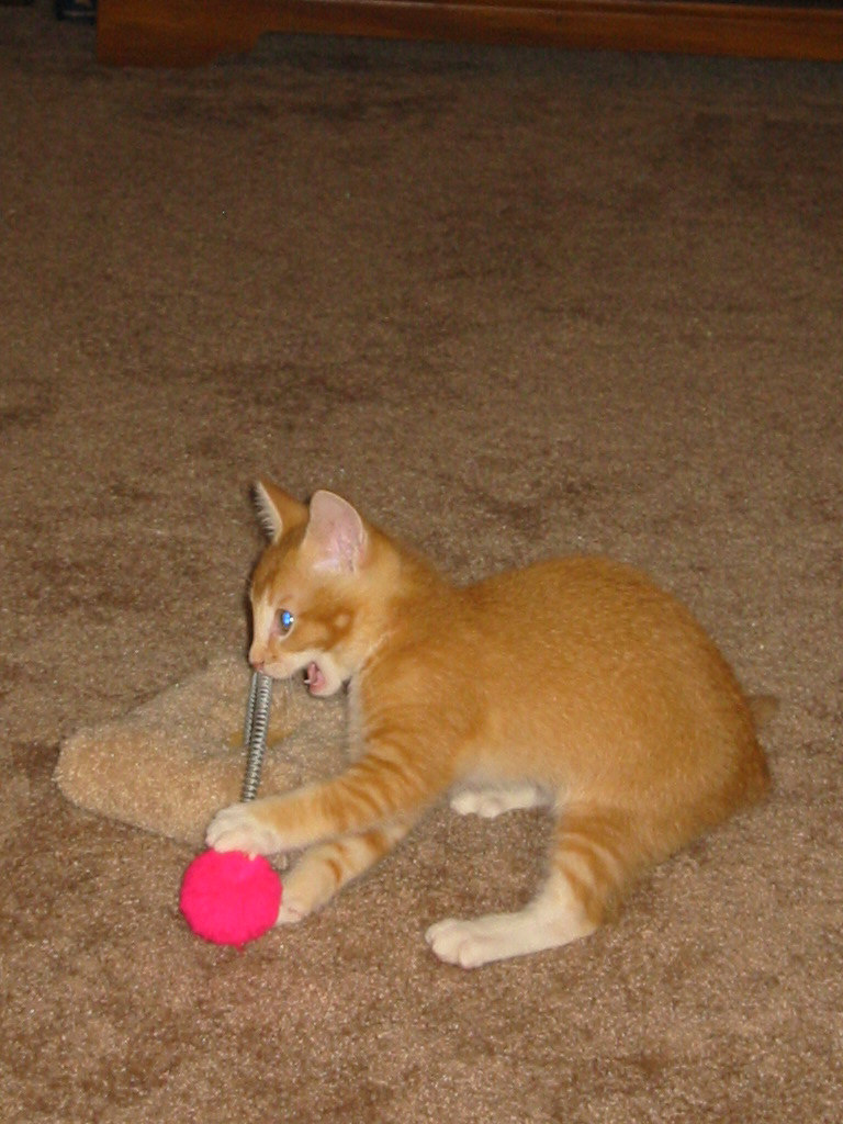 Dorito and his new toy