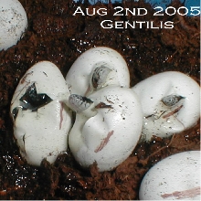 GENTILIS pipping