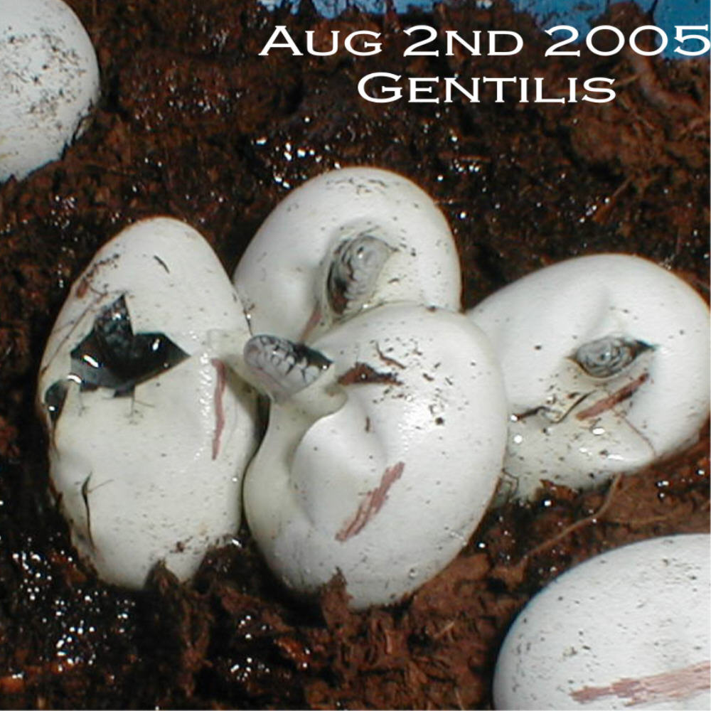 GENTILIS pipping