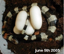 seven eggs