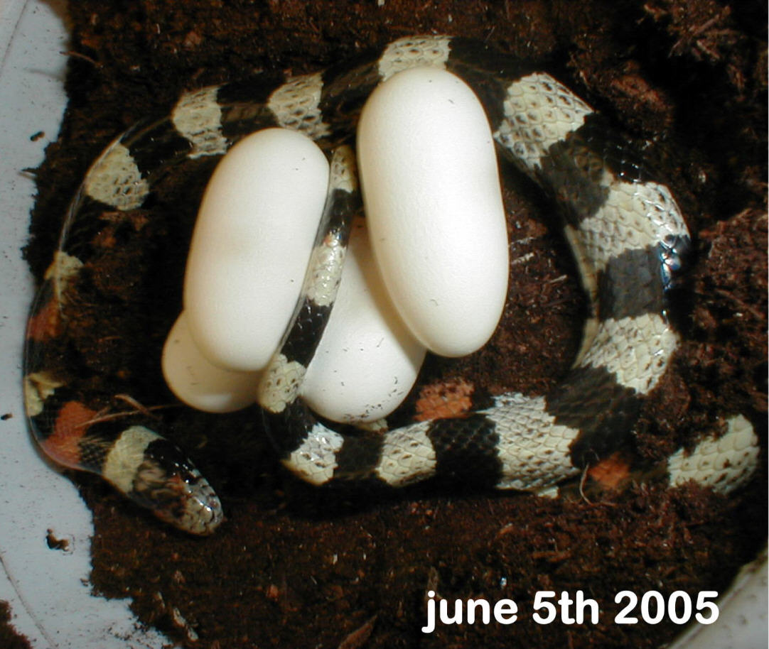 seven eggs