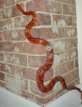 Corn Snake climbing