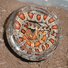 MD cornsnake waterbowl