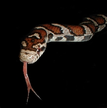 male eastern 33 inches