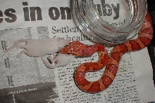 Good eater