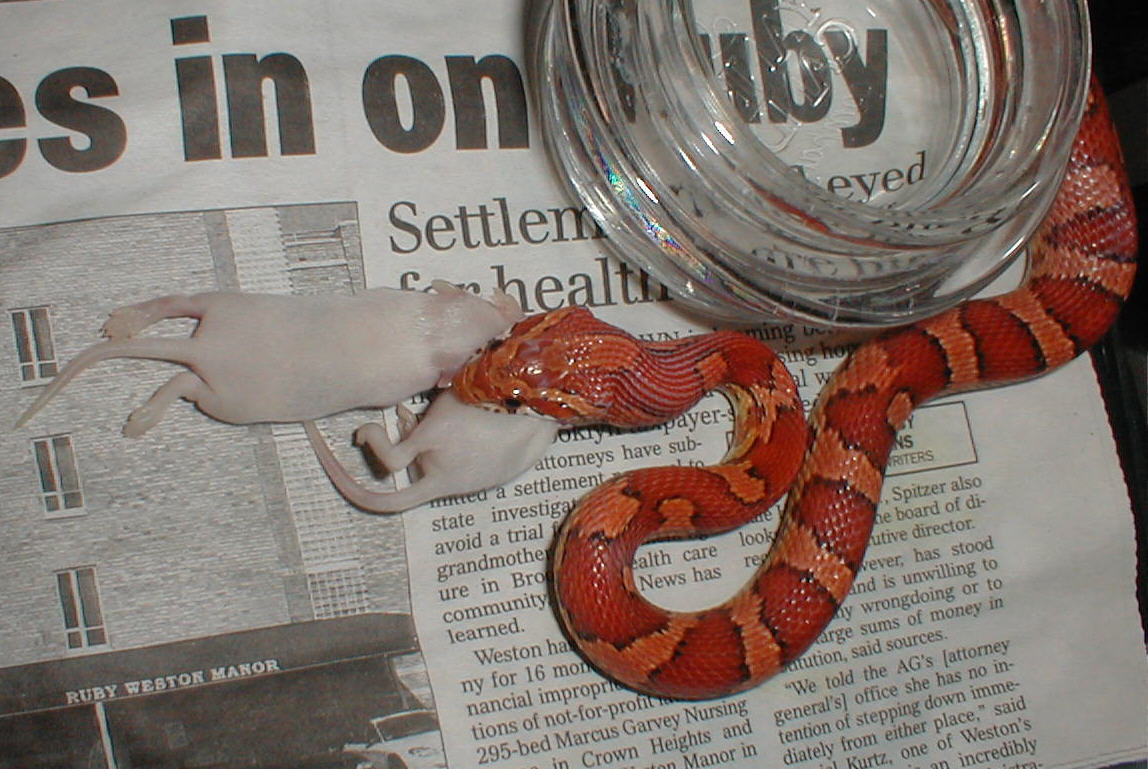 Good eater