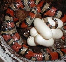 gentilis with eggs