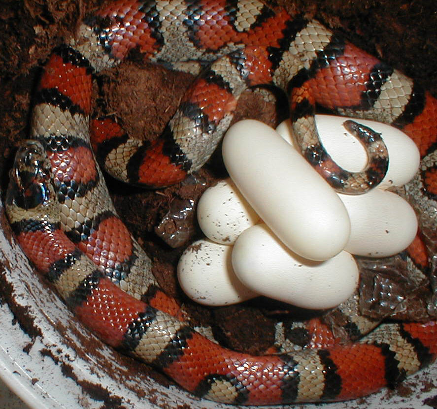 gentilis with eggs