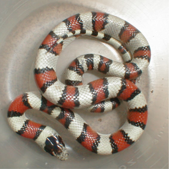 Gentilis