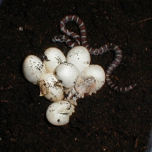 eastern milk hatch