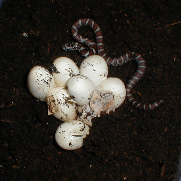 eastern milk hatch