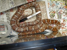 Great Plains Rat female