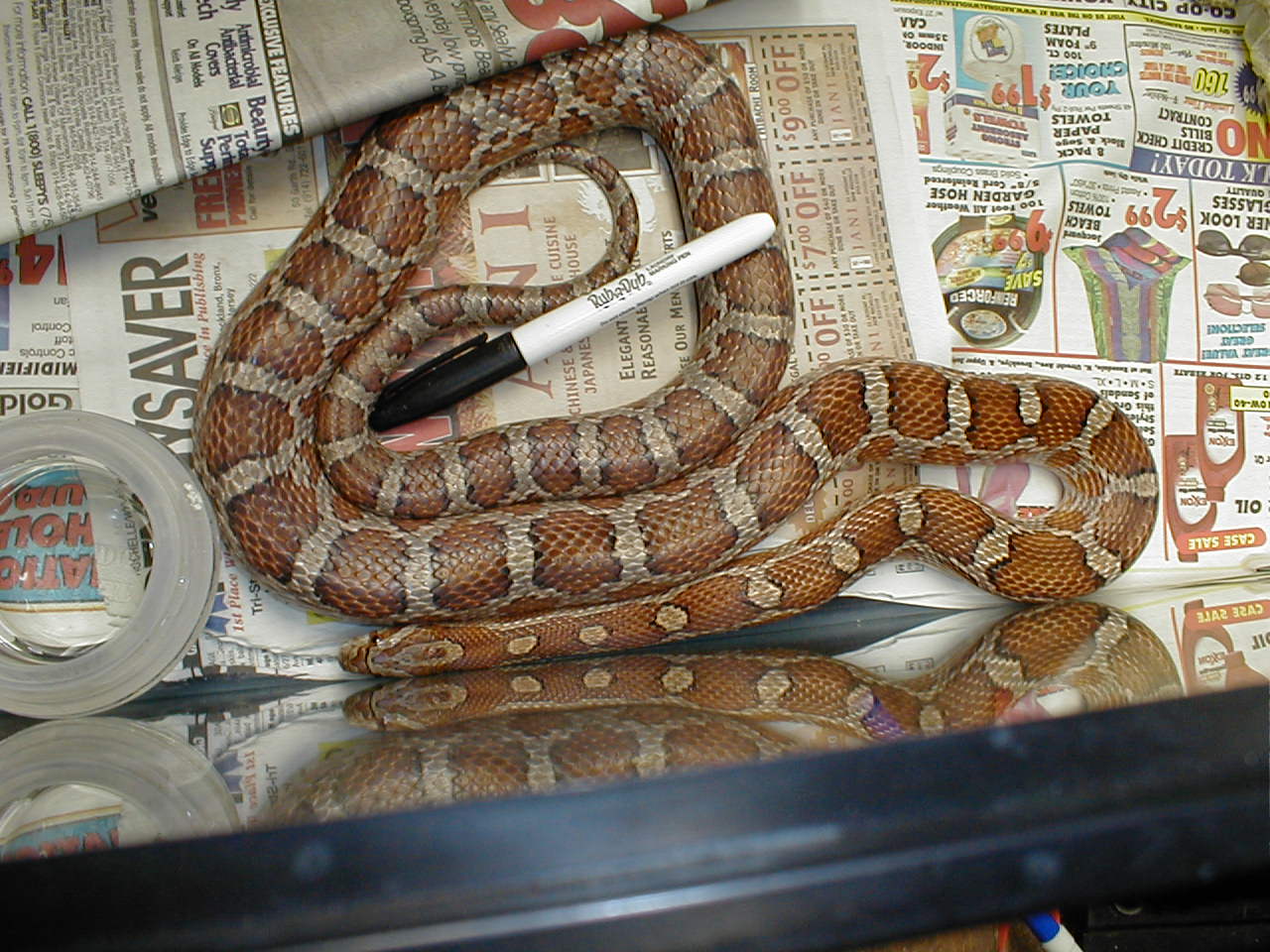 Great Plains Rat female