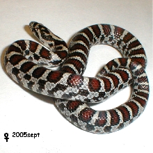 New York milk snake (female)