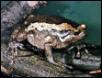 chubby frog