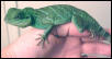 Green Tiger or Blue X Green