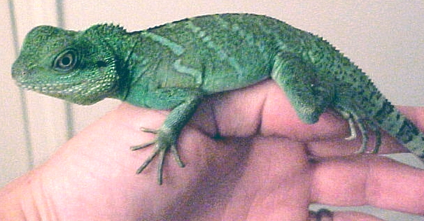 Green Tiger or Blue X Green