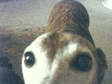 Skeeter inspecting the camera