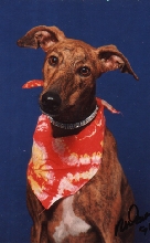 Skeeter in her hey-day...