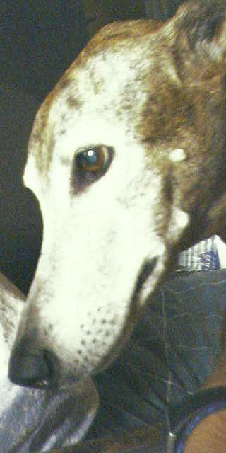 In Memorium, Skeeter 1990-2004