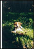 BUSTER