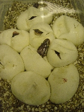 06_secondhatch