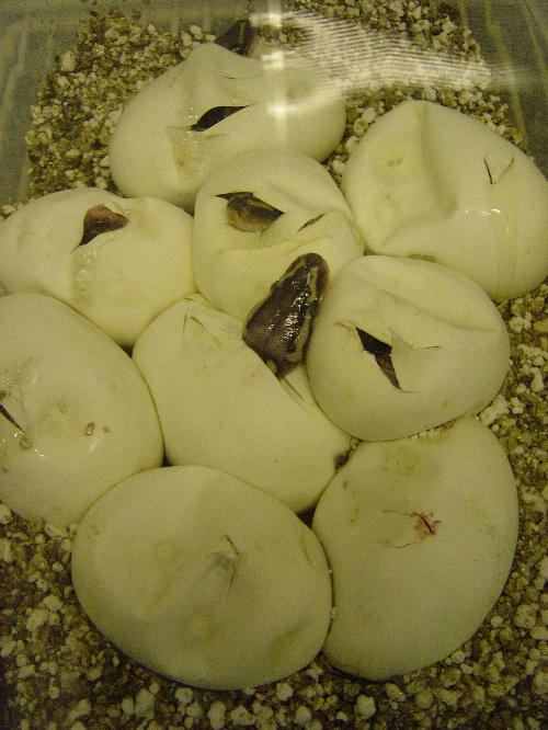 06_secondhatch