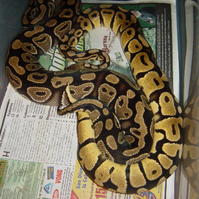 Pastel breeding
