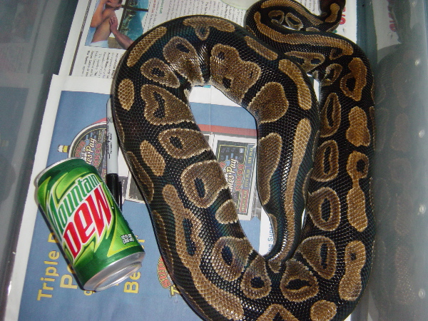 gravid female #7