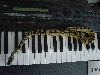 Pastel male on keyboard