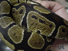 snake 8