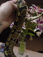 snake 8 pic2