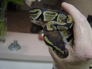 snake 8 pic3
