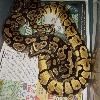 Pastel breeding