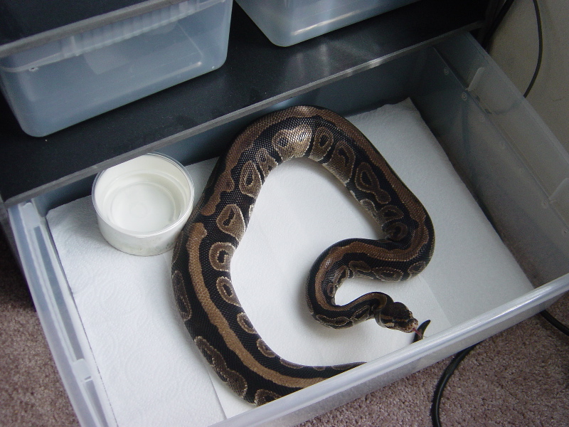 stripe in tub