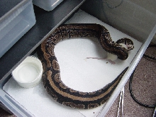 stripe in eating