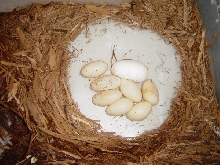 my first clutch