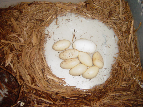 my first clutch
