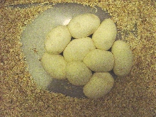 SECOND CLUTCH OF EGGS 06