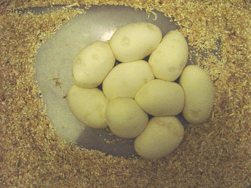 SECOND CLUTCH OF EGGS 06