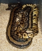 pastel and stripped breeding